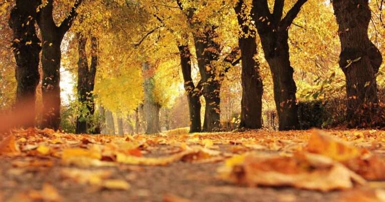 foliage colori autunno
