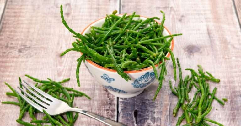 salicornia ricette